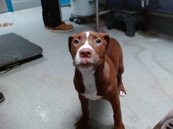 LINDA -  Pit Bull Terrier and Mixed Breed Dog for Adoption in Albuquerque, New Mexico - LINDA | PetCurious