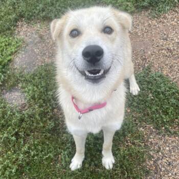 Katie -  Husky Dog for Adoption in West Des Moines, Iowa - Katie | PetCurious