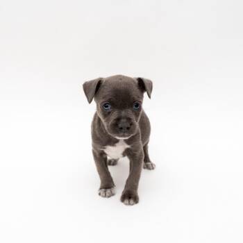 Chihuahua and Pit Bull Terrier Dogs Available for Adoption - Gruyere | PetCurious