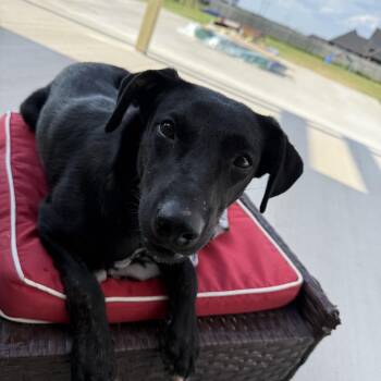 Rescue Black Labrador Retriever Dogs for Adoption in Pottsboro, Texas - Daisy Duke | PetCurious