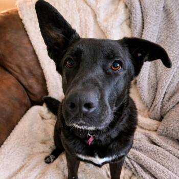 Shepherd and Labrador Retriever Dogs Available for Adoption in Houston, Texas - Rex - Smart, Well Mannered, Lover Boy And Great With Dogs | PetCurious