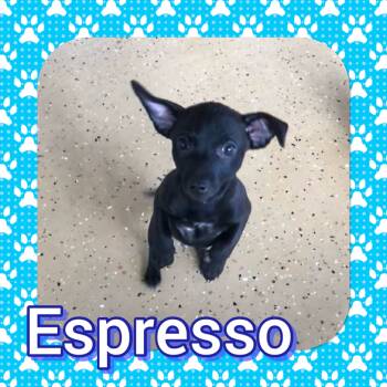 Rescue Chihuahua Dogs for Adoption in Tucson, Arizona - Espresso | PetCurious