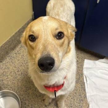 Harley -  Fox Terrier and Mixed Breed Dog for Adoption in Merriam, Kansas - Harley | PetCurious