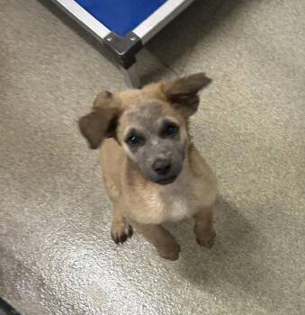 Curly 2 months male AVAILABLE 7/1 -  Mixed Breed Dog for Adoption in Sterling, Massachusetts - Curly 2 Months Male AVAILABLE 7/1 | PetCurious