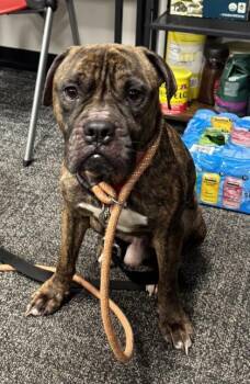 Hamburglar -  Mixed Breed Dog for Adoption in West Chester, Pennsylvania - Hamburglar | PetCurious