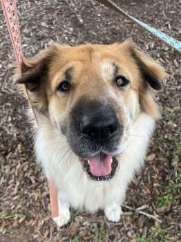 Rescue Australian Shepherd and Shar Pei Dogs for Adoption in VERNON ROCKVL, Connecticut - Mia Monroe | PetCurious