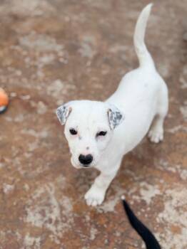 Australian Cattle Dog Blue Heeler and Cattle Dog Dogs Available for Adoption in Fort Lupton, Colorado - Mindo | PetCurious