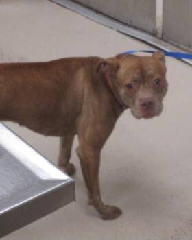 Messi (24) -  Pit Bull Terrier Dog for Adoption in Marietta, Georgia - Messi (24) | PetCurious