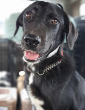 Rescue Labrador Retriever and Shepherd Dogs for Adoption in Nokomis, Florida - Sniffers | PetCurious