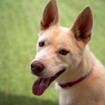 Akira -  Husky and Mixed Breed Dog for Adoption in Gainesville, Georgia - Akira | PetCurious