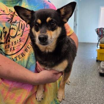 Batsy -  Chihuahua Dog for Adoption in Parkersburg, West Virginia - Batsy | PetCurious