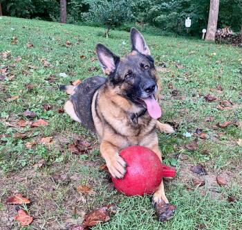 Johann -  German Shepherd Dog Dog for Adoption in Greeneville, Tennessee - Johann | PetCurious