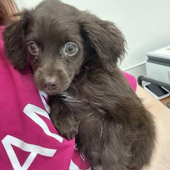 LADYBUG -  Chihuahua Dog for Adoption in Richmond, California - LADYBUG | PetCurious