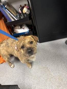 Mixed Breed Dogs Available for Adoption in West Chester, Pennsylvania - Cledus | PetCurious