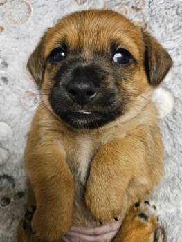 Rescue Chihuahua and Dachshund Dogs for Adoption in Los Angeles, California - Tilly | PetCurious