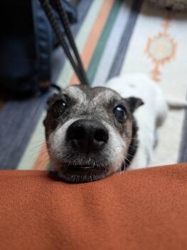 Dolly -  Chihuahua Dog for Adoption in Philadelphia, Pennsylvania - Dolly | PetCurious