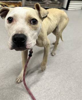 Rescue Pit Bull Terrier Dogs for Adoption in Indianapolis, Indiana - JUSTIN | PetCurious