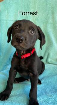 Rescue Black Labrador Retriever and Labradoodle Dogs for Adoption in Pensacola, Florida - Forrest | PetCurious