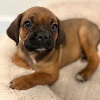 Mixed Breed Dogs Available for Adoption - Rowan | PetCurious