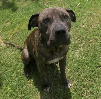 American Staffordshire Terrier Dogs Available for Adoption in Houston, Texas - Maisy | PetCurious