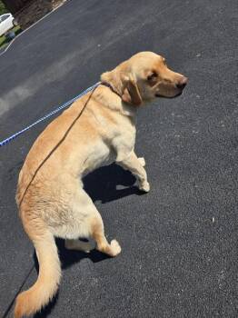 Labrador Retriever Dogs Available for Adoption in Erwin, Tennessee - Hank | PetCurious