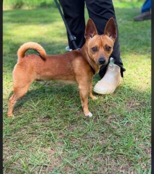 Pookie -  Chihuahua Dog for Adoption in Port Jervis, New York - Pookie | PetCurious
