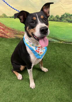 Rescue Labrador Retriever and Cattle Dog Dogs for Adoption in Euless, Texas - Princeton | PetCurious