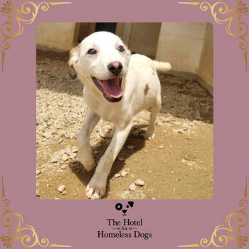 Ivory -  Shepherd and Labrador Retriever Dog for Adoption in Cumberland, Rhode Island - Ivory | PetCurious