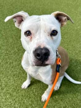 Baby Doggy -  Mixed Breed Dog for Adoption in Wichita, Kansas - Baby Doggy | PetCurious