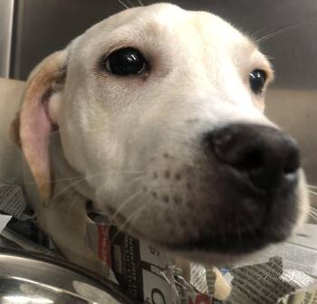 Osha -  Mixed Breed Dog for Adoption in Parma, Ohio - Osha | PetCurious