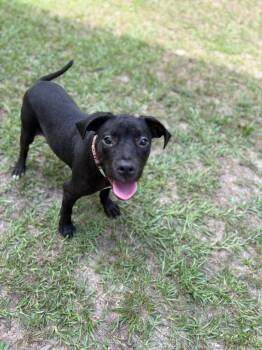 Rescue Terrier Dogs for Adoption in Springfield, Georgia - Lois Lane | PetCurious