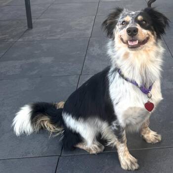 Scout -  Australian Shepherd Dog for Adoption - Scout | PetCurious