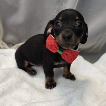 Pippin -  Miniature Dachshund Dog for Adoption in Foley, Alabama - Pippin | PetCurious