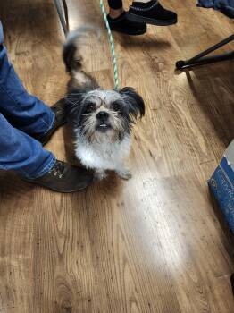 Rescue Maltese and Yorkshire Terrier Dogs for Adoption in East Greenville, Pennsylvania - Skippy | PetCurious