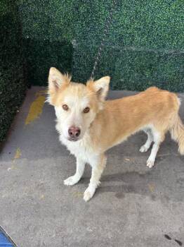 PUMPKIN -  Siberian Husky and Mixed Breed Dog for Adoption in El Paso, Texas - PUMPKIN | PetCurious