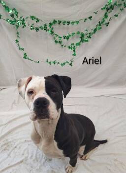 Terrier Dogs Available for Adoption - Ariel | PetCurious