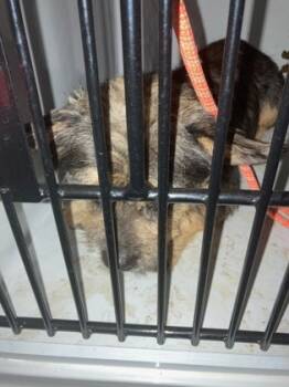 Rescue Mixed Breed Dogs for Adoption in Atlanta, Georgia - 59839851 | PetCurious