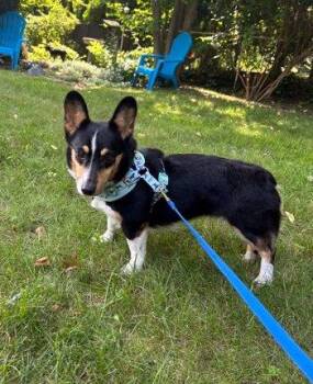 Bubbles -  Corgi Dog for Adoption in Bedford Hills, New York - Bubbles | PetCurious