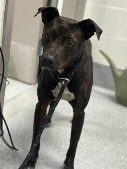 NISSA -  Pit Bull Terrier Dog Available for Adoption in Indianapolis, Indiana - NISSA | PetCurious