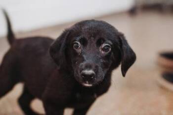 95154a Alex -  Labrador Retriever and Mixed Breed Dog for Adoption in North Charleston, South Carolina - 95154a Alex | PetCurious