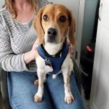 Beagle Dogs Available for Adoption in London, Ohio - Doug | PetCurious