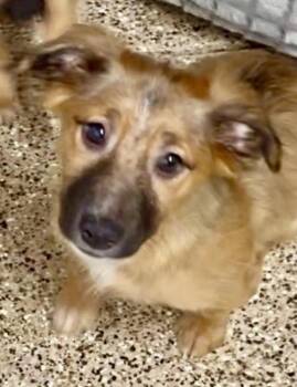 Big Nate -  Terrier and Shepherd Dog for Adoption in Escondido, California - Big Nate | PetCurious