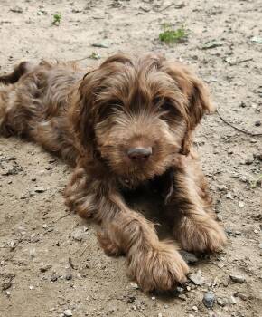 Vince -  Labradoodle Dog for Adoption in Liberty Center, Ohio - Vince | PetCurious