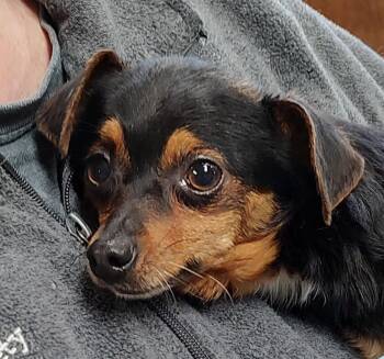 Miniature Pinscher and Yorkshire Terrier Dogs Available for Adoption in Fairmont, Minnesota - Tater | PetCurious