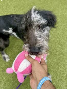 Marble Marley -  Mixed Breed Dog for Adoption in Wichita, Kansas - Marble Marley | PetCurious