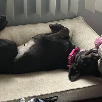 Lucille -  Shepherd and Black Labrador Retriever Dog for Adoption in San Diego, California - Lucille | PetCurious