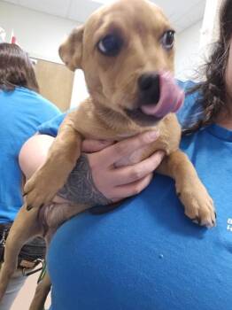 Dolly -  French Bulldog and Corgi Dog for Adoption in Kennewick, Washington - Dolly | PetCurious