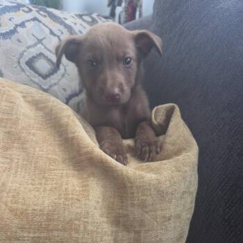 Lanie -  Terrier Dog for Adoption in Waxhaw, North Carolina - Lanie | PetCurious