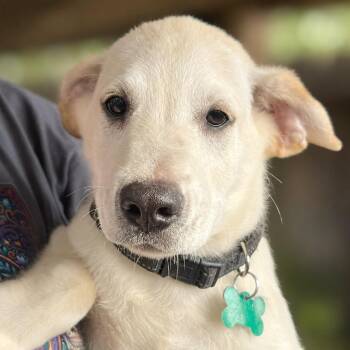 Delta -  Labrador Retriever and Mixed Breed Dog for Adoption in Boerne, Texas - Delta | PetCurious
