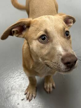 Rescue Shepherd and Labrador Retriever Dogs for Adoption in Hartsville, South Carolina - Tully (Tx2) | PetCurious